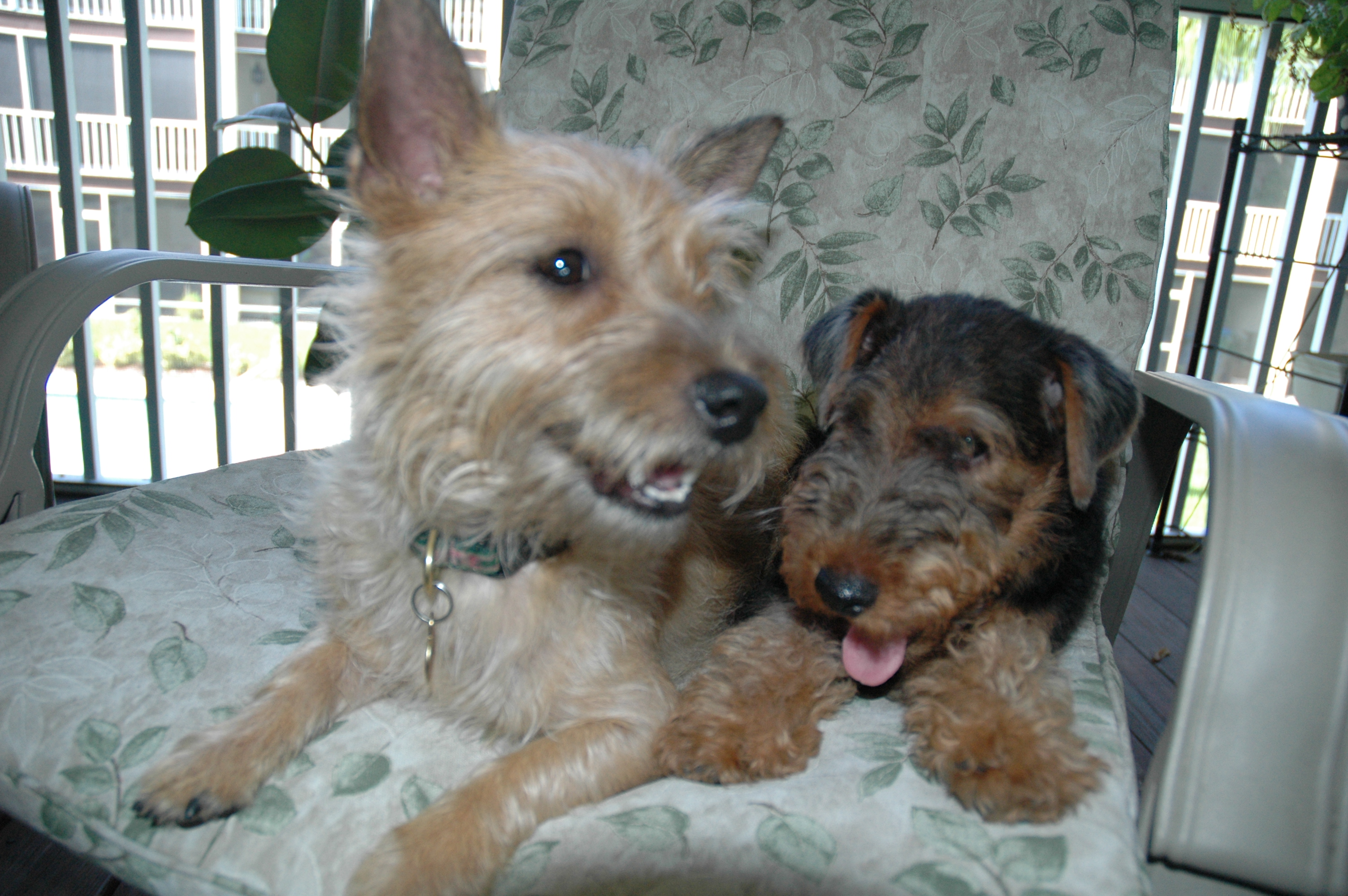 Welsh Terriers