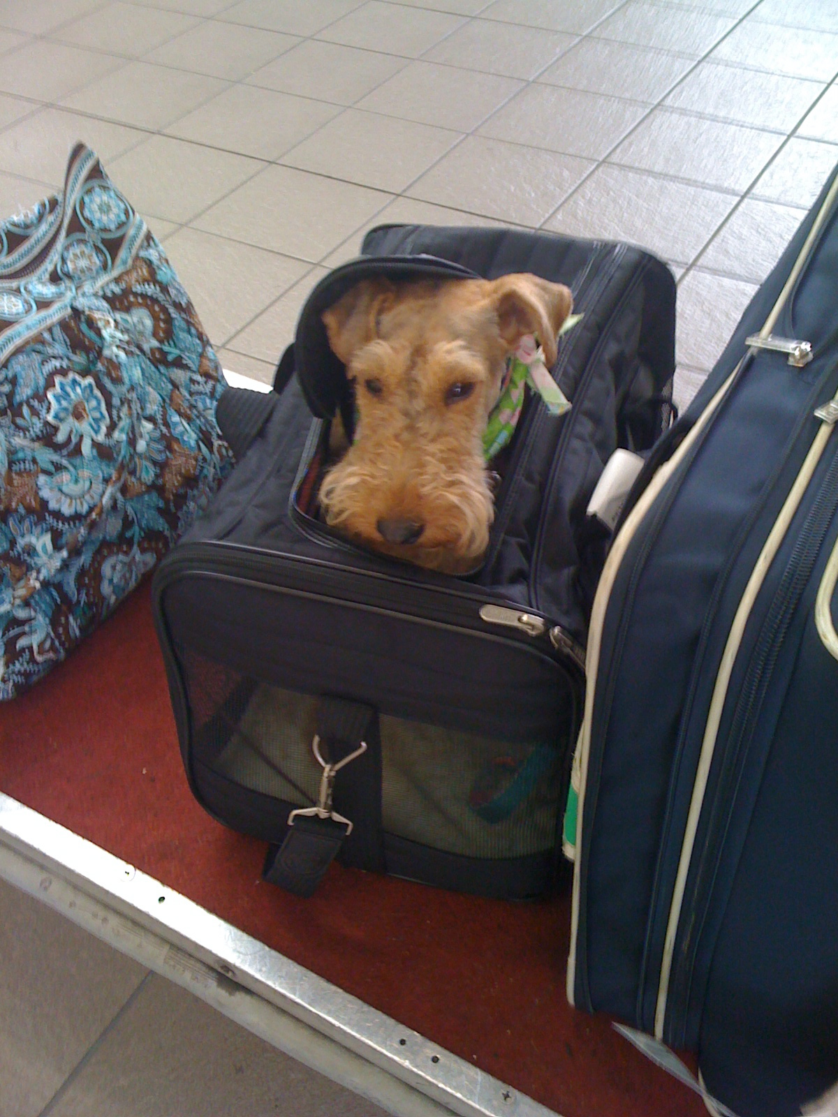 Welsh Terriers