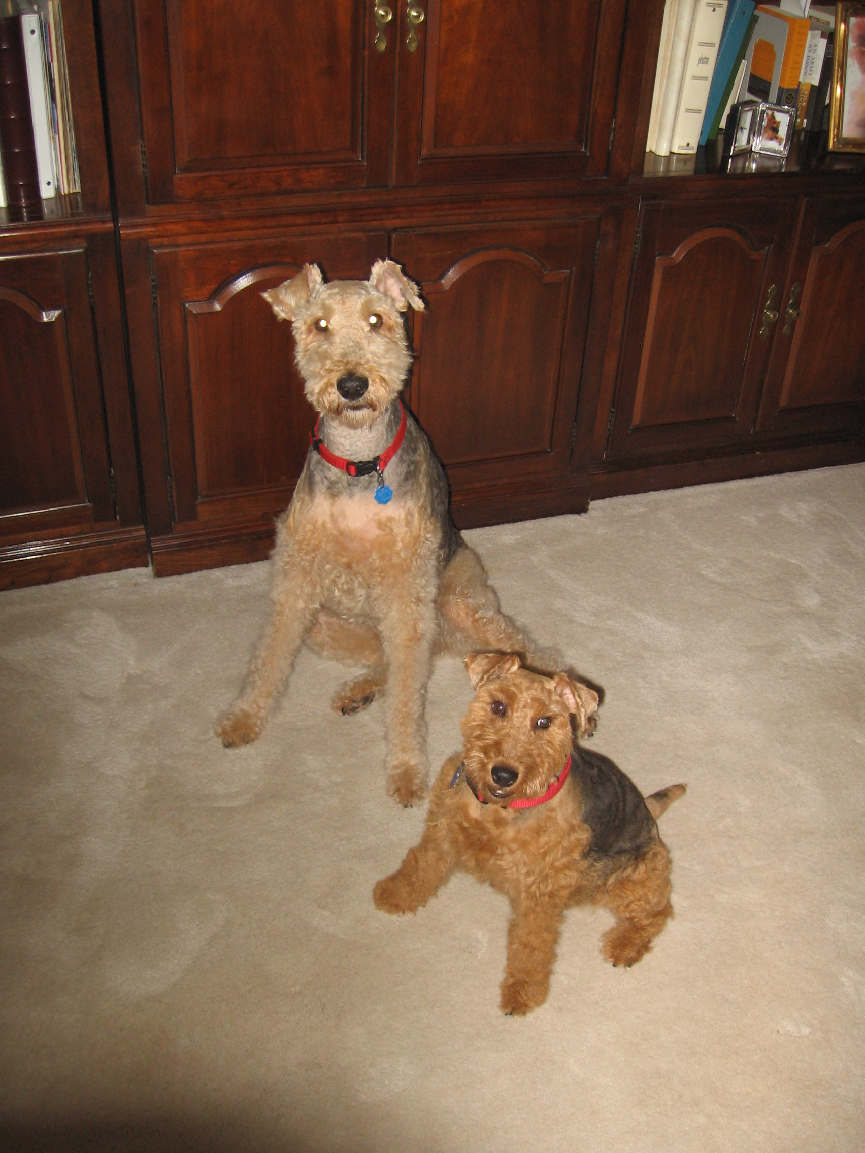 Welsh Terriers
