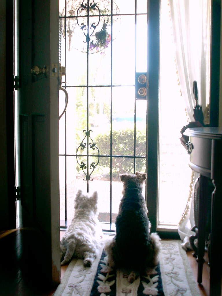 Welsh Terriers