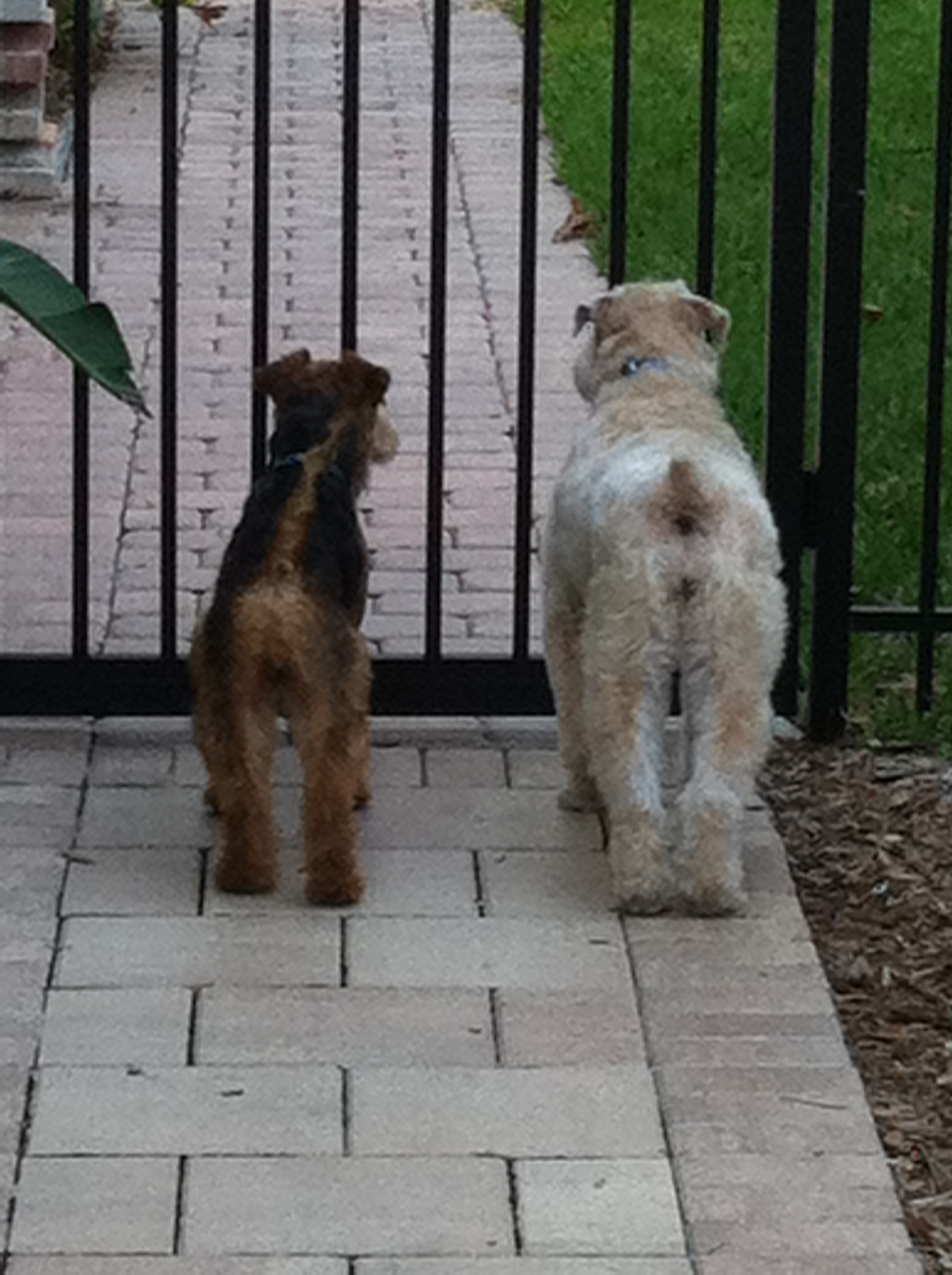 Welsh Terriers