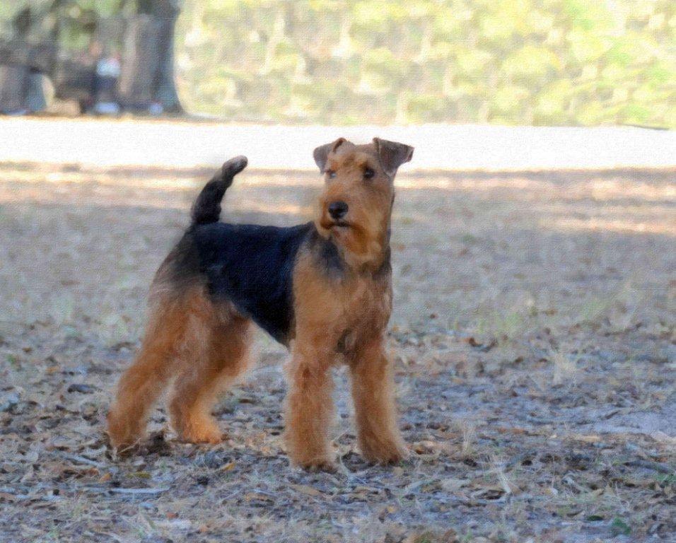 Seaplume Welsh Terriers