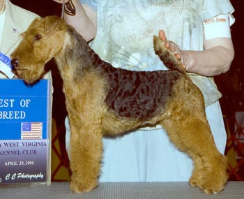 Seaplume Welsh Terriers