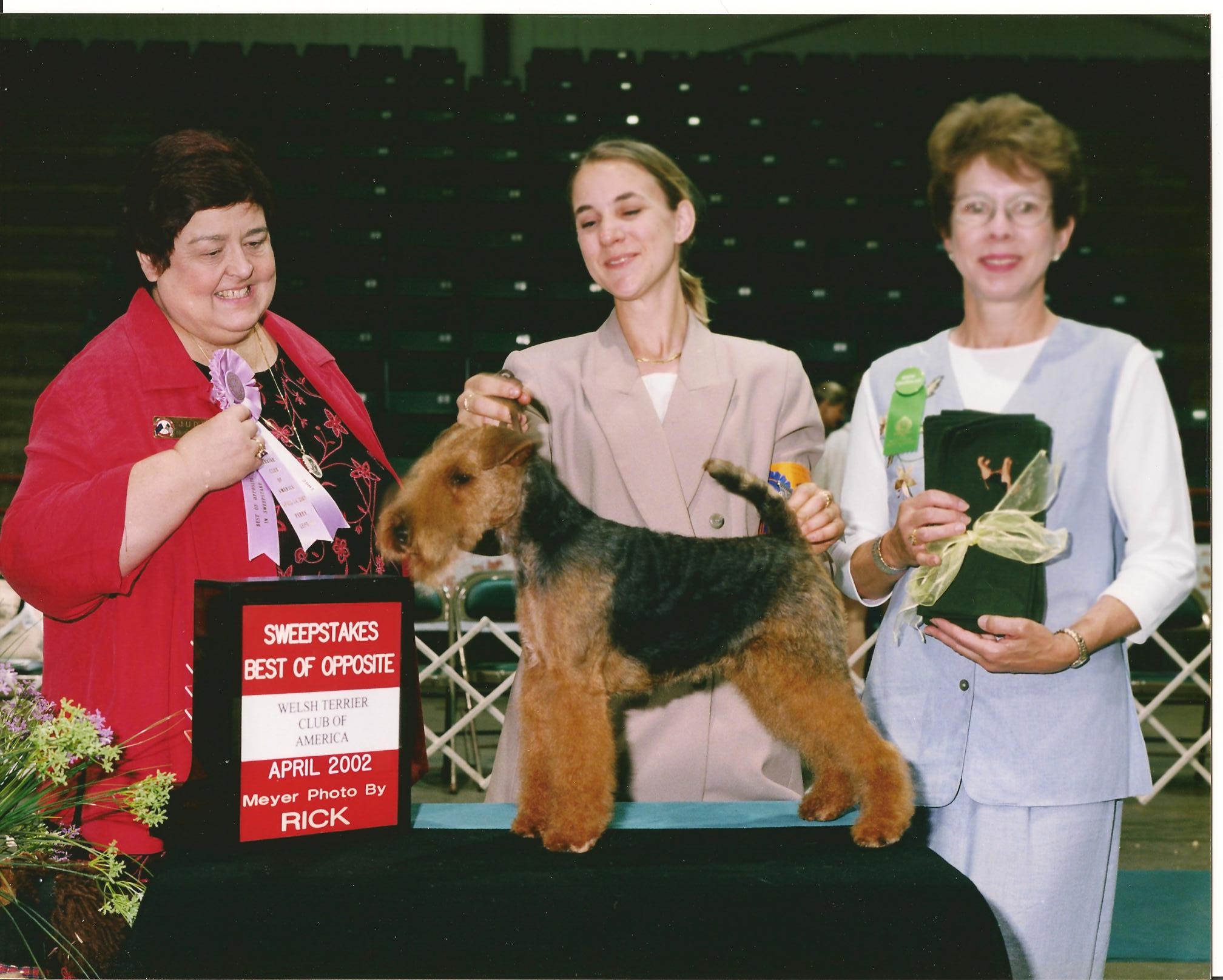 Seaplume Welsh Terriers