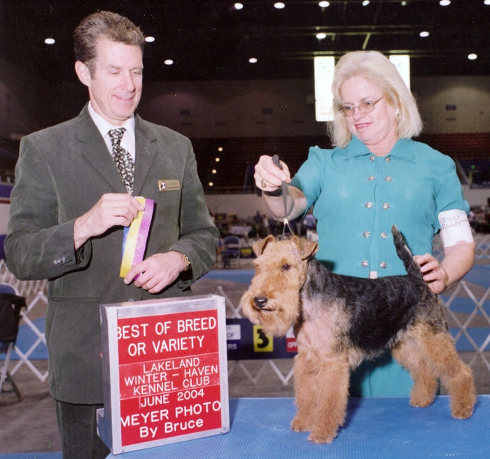 Welsh Terriers