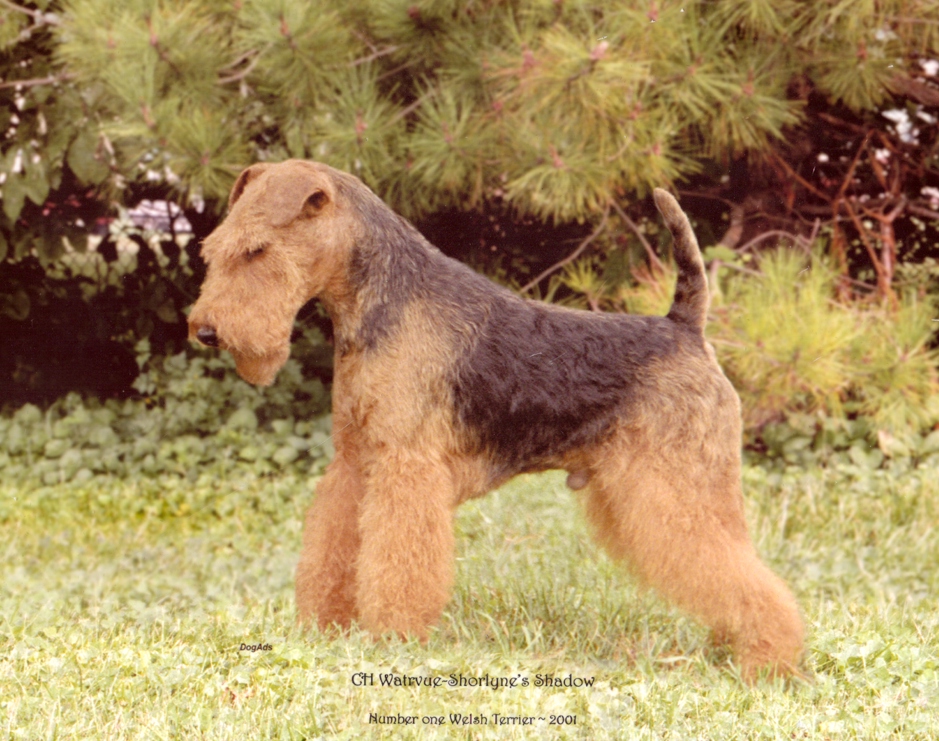 Seaplume Welsh Terriers