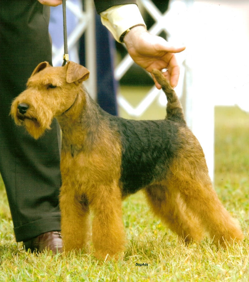 Seaplume Welsh Terriers