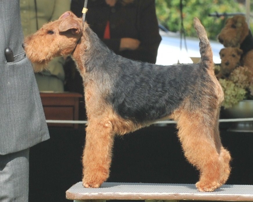 Seaplume Welsh Terriers