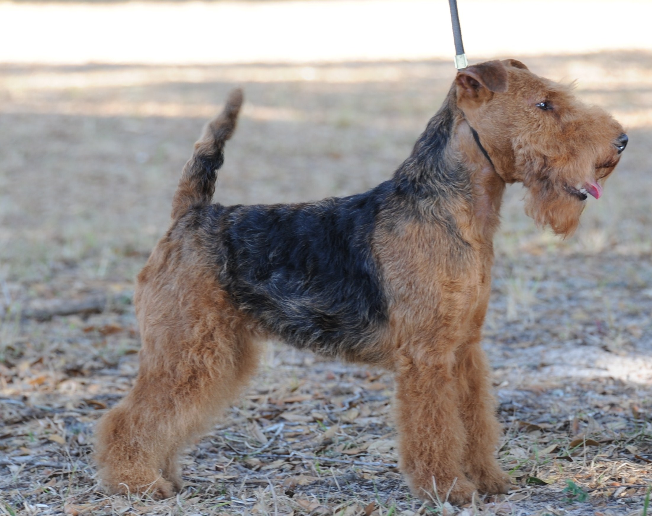 Seaplume Welsh Terriers